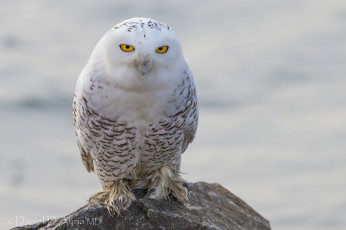 Картинка животные совы полярная сова