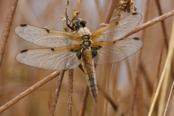 Картинка животные стрекозы стрекоза стебель