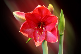 Картинка цветы амариллисы +гиппеаструмы макро