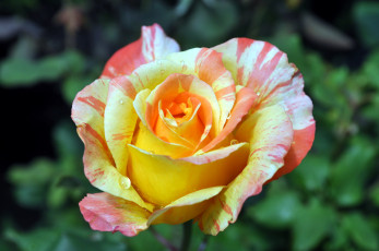 Картинка цветы розы пестрый