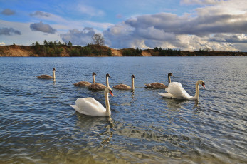 Картинка животные лебеди вода