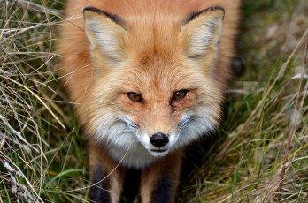 Картинка животные лисы рыжая