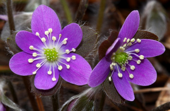 Картинка цветы ветреницы +печёночницы тычинки лепестки цветки
