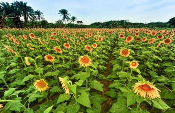 Картинка цветы подсолнухи поле