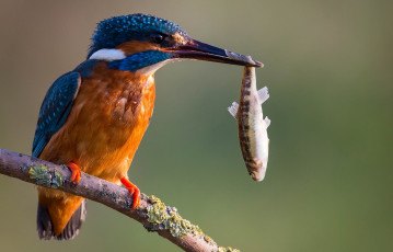 Картинка животные зимородки рыбка добыча сучок зимородок