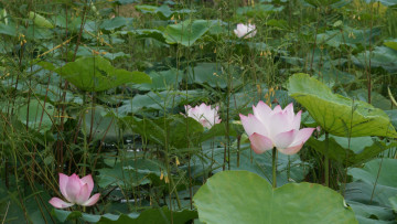 Картинка цветы лотосы листья лепестки