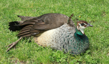 Картинка животные птицы птица хохолок