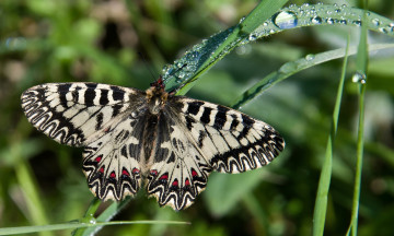 Картинка животные бабочки бабочка