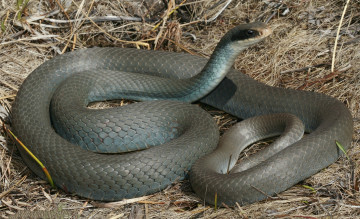 Картинка животные змеи +питоны +кобры трава змея