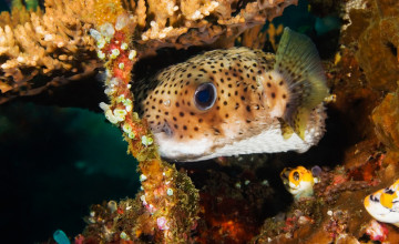 Картинка животные рыбы кораллы пятнистая коралловая рыба