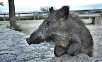 Картинка животные свиньи +кабаны кабан