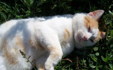 обоя животные, коты, кот