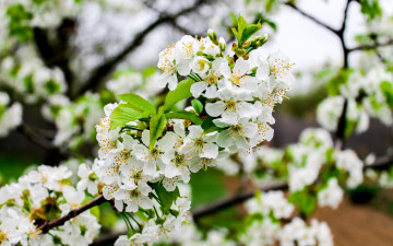 Картинка цветы цветущие+деревья+ +кустарники весна