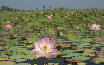 Картинка цветы лотосы листья лепестки
