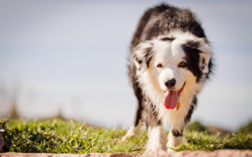 Картинка животные собаки язык