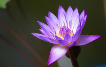 Картинка цветы лотосы лотос