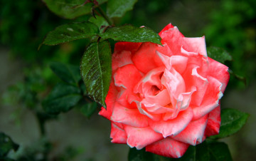 Картинка цветы розы розовый