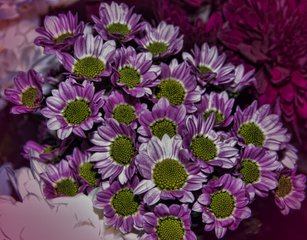 Обои картинки фото цветы, хризантемы, лепестки, разноцветные