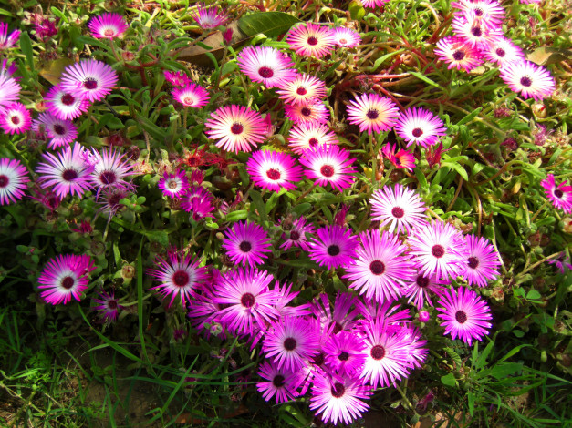 Обои картинки фото цветы, аизовые, ливингстон, ромашки, mesembryanthemum