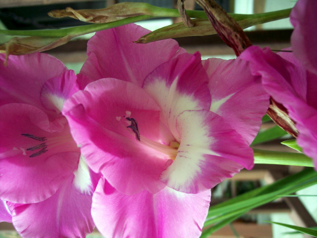 Обои картинки фото цветы, гладиолусы, розовый