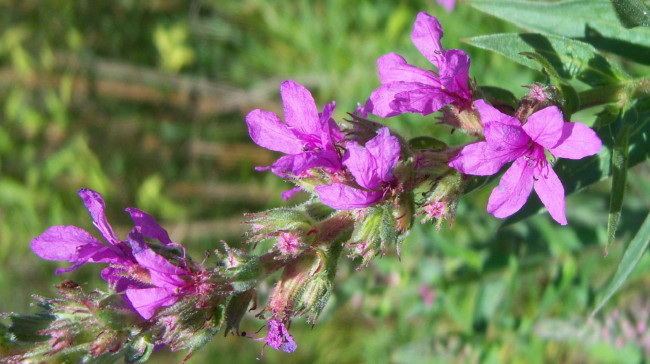 Обои картинки фото цветы, луговые , полевые,  цветы, сиреневые