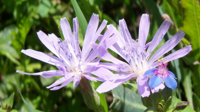 Обои картинки фото цветы, луговые , полевые,  цветы, сиреневые