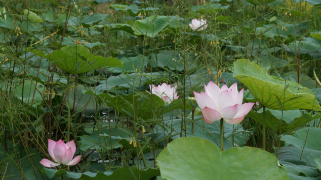 Обои картинки фото цветы, лотосы, листья, лепестки