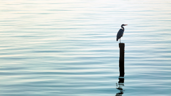 Обои картинки фото животные, цапли, цапля, вода, столб, серая, озеро