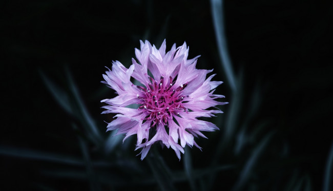 Обои картинки фото цветы, васильки, цветок