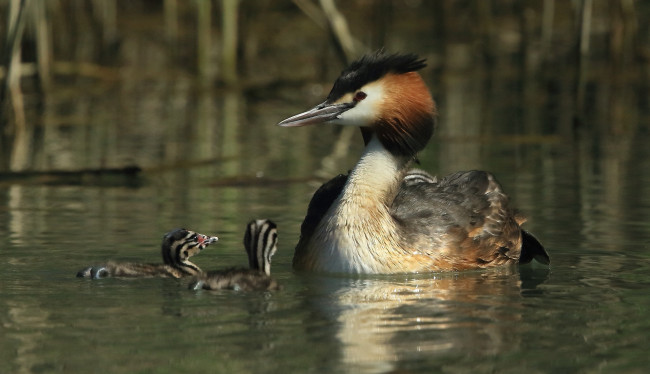 Обои картинки фото животные, птицы, озеро, птица, птенцы