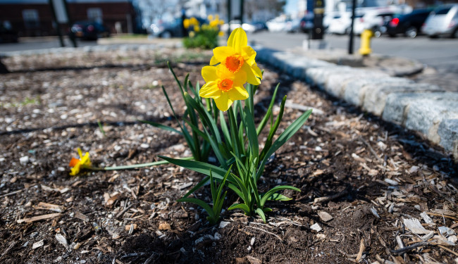 Обои картинки фото цветы, нарциссы, обочина, дорога