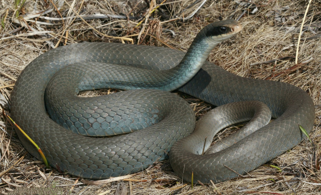 Обои картинки фото животные, змеи,  питоны,  кобры, трава, змея