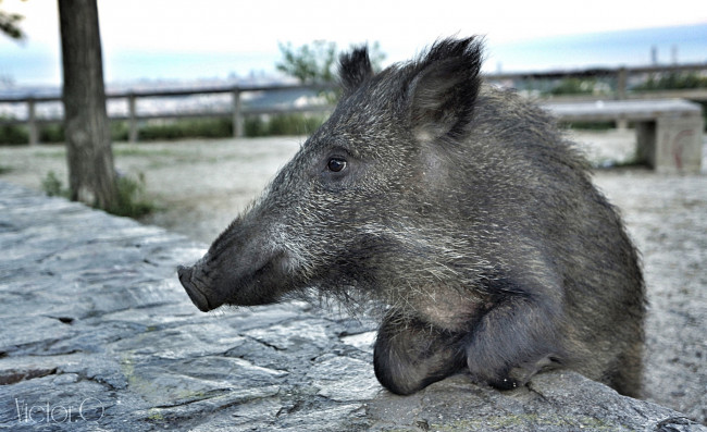 Обои картинки фото животные, свиньи,  кабаны, кабан