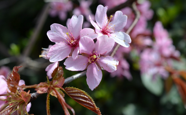 Обои картинки фото цветы, цветущие деревья ,  кустарники, ветка, цветки, дерево