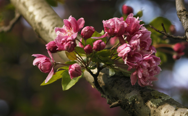 Обои картинки фото цветы, цветущие деревья ,  кустарники, цветки, ветка, дерево