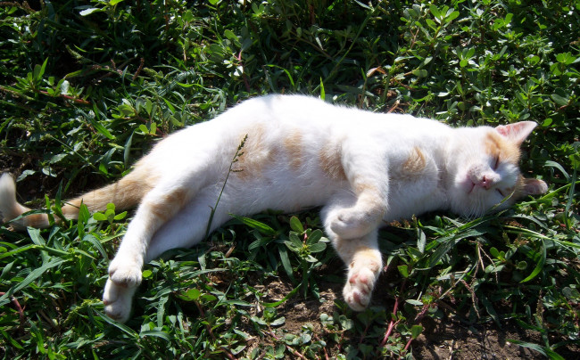 Обои картинки фото животные, коты, кот