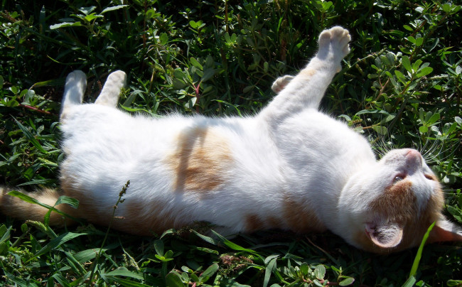 Обои картинки фото животные, коты, кот