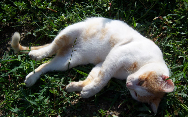 Обои картинки фото животные, коты, кот, усы