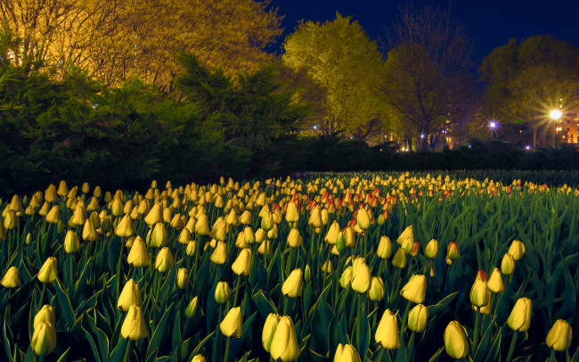 Обои картинки фото цветы, тюльпаны, деревья, газон