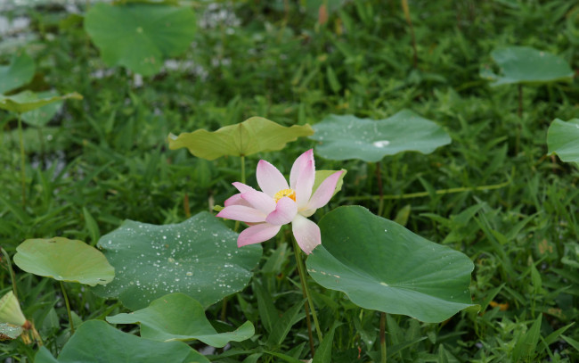 Обои картинки фото цветы, лотосы, листья, лепестки