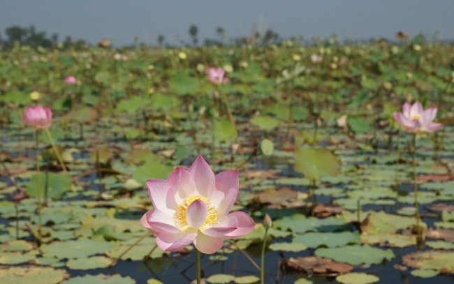 Обои картинки фото цветы, лотосы, листья, лепестки