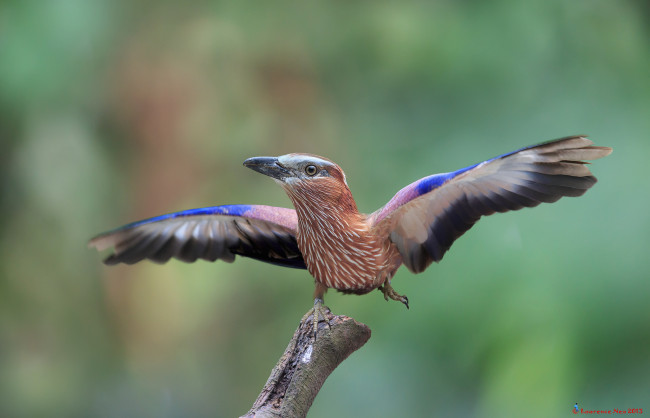 Обои картинки фото животные, птицы, сучок, птичка