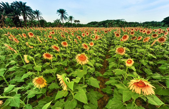 Обои картинки фото цветы, подсолнухи, поле