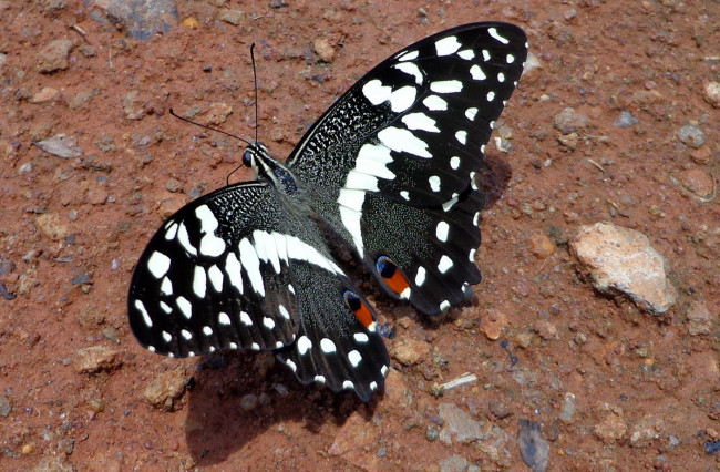 Обои картинки фото животные, бабочки, бабочка