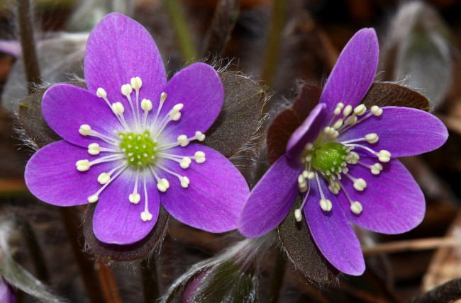 Обои картинки фото цветы, ветреницы,  печёночницы, тычинки, лепестки, цветки