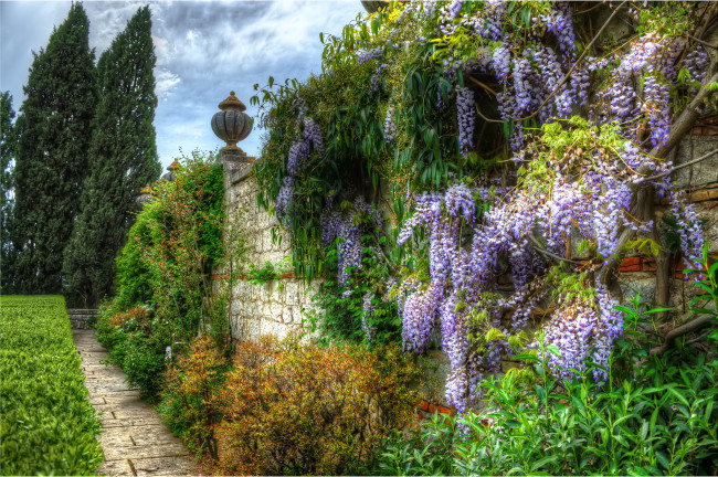 Обои картинки фото цветы, цветущие деревья ,  кустарники, стена, парк