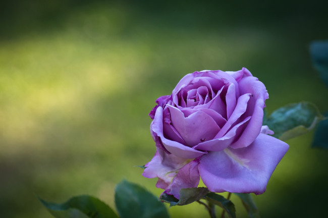 Обои картинки фото цветы, розы, лиловый