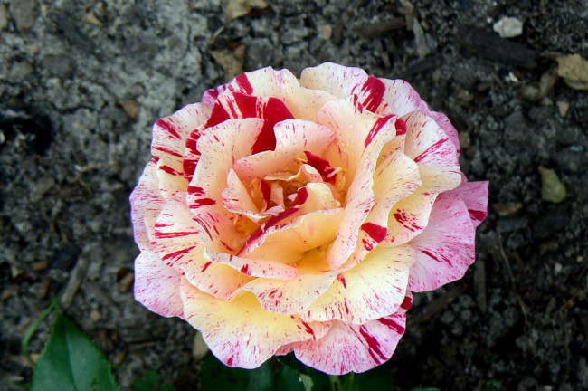 Обои картинки фото цветы, розы, макро, пестный