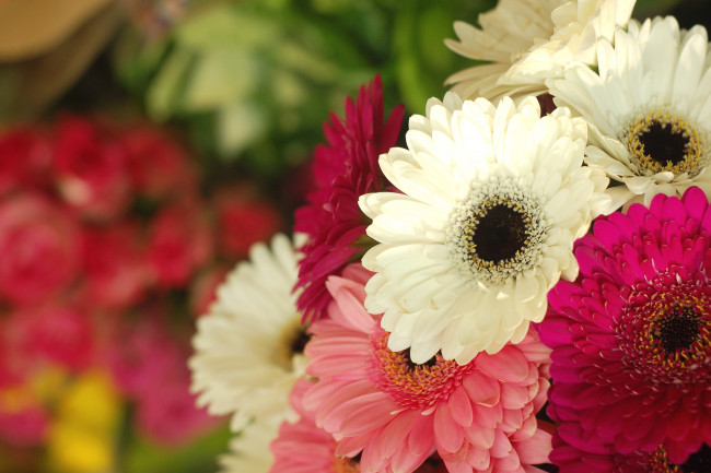 Обои картинки фото цветы, герберы, букет