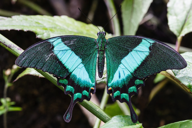 Обои картинки фото животные, бабочки, бабочка